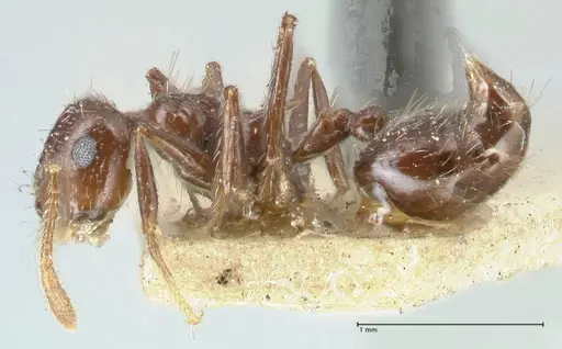 Crematogaster limata - FOCOL1629