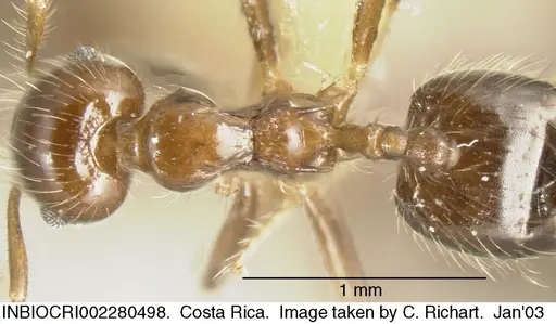 Crematogaster limata - INBIOCRI002280498