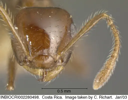 Crematogaster limata - INBIOCRI002280498