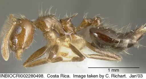 Crematogaster limata - INBIOCRI002280498