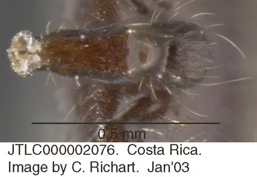 Crematogaster limata - JTLC000002076