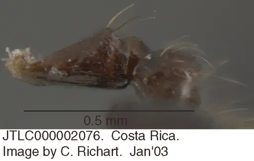 Crematogaster limata - JTLC000002076
