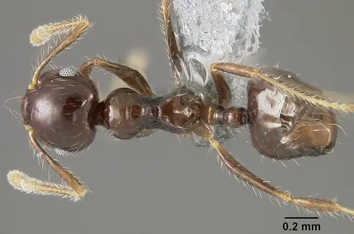 Crematogaster limata - USNMENT01124278