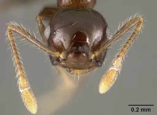 Crematogaster limata - USNMENT01124278