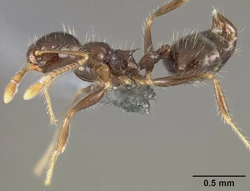 Crematogaster limata - USNMENT01124278