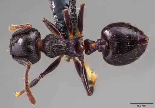 Crematogaster lineolata specimen
