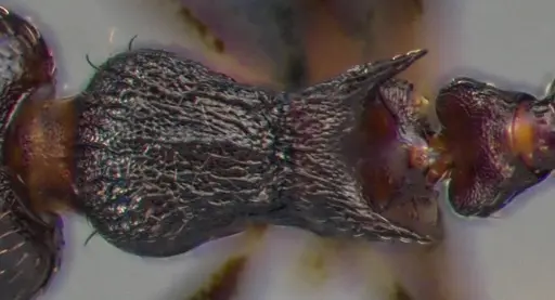 Crematogaster lineolata specimen