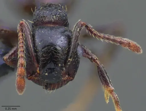 Crematogaster lineolata specimen