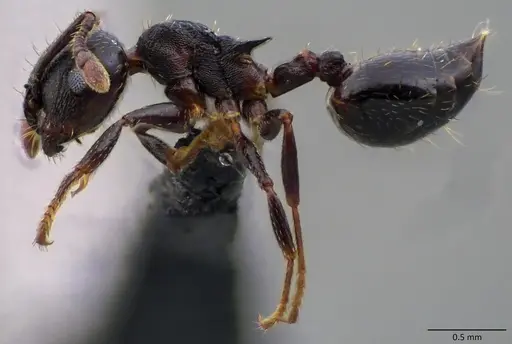 Crematogaster lineolata - ANTWEB1060093