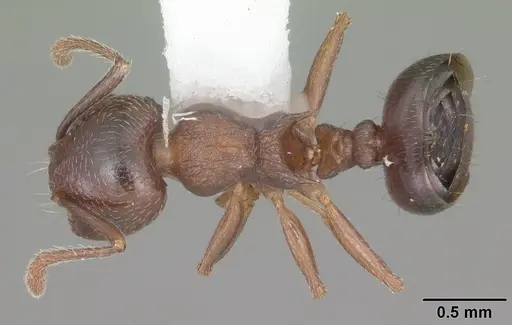 Crematogaster lineolata - CASENT0103781