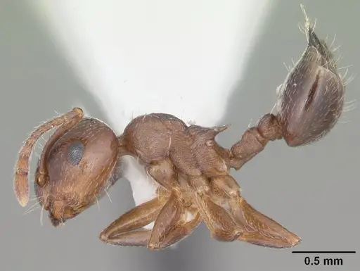 Crematogaster lineolata - CASENT0103781