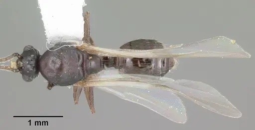 Crematogaster lineolata - CASENT0103782