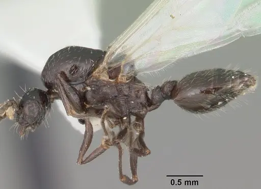 Crematogaster lineolata - CASENT0103782