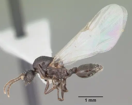 Crematogaster lineolata - CASENT0103782