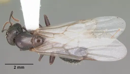 Crematogaster lineolata - CASENT0103785