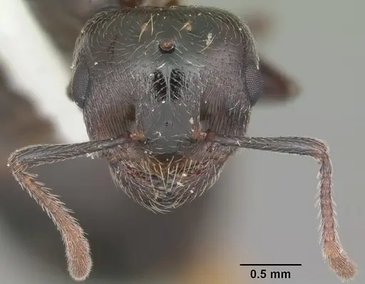 Crematogaster lineolata - CASENT0103785