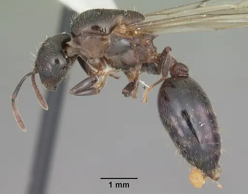 Crematogaster lineolata - CASENT0103785