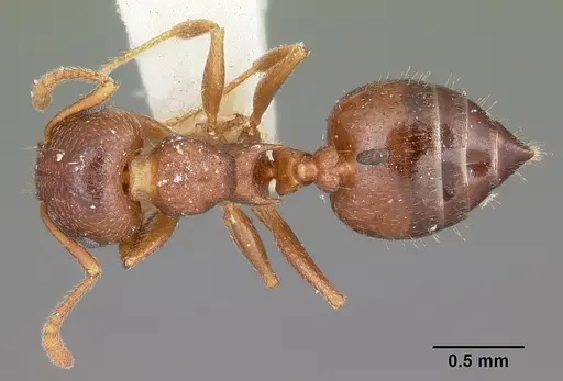 Crematogaster lineolata - CASENT0104694