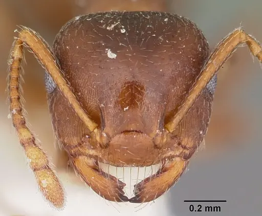 Crematogaster lineolata - CASENT0104694