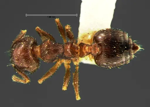 Crematogaster lineolata - CASENT0105681
