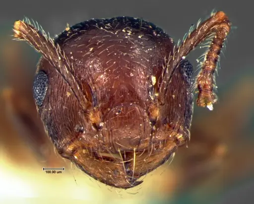 Crematogaster lineolata - CASENT0105681