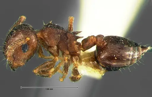 Crematogaster lineolata - CASENT0105681