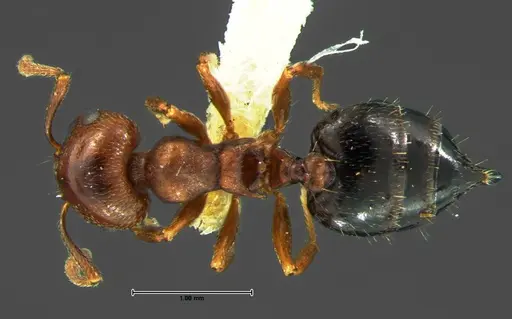 Crematogaster lineolata - CASENT0105682