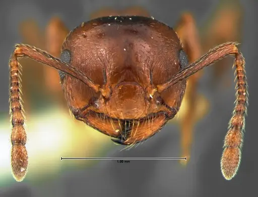 Crematogaster lineolata - CASENT0105682
