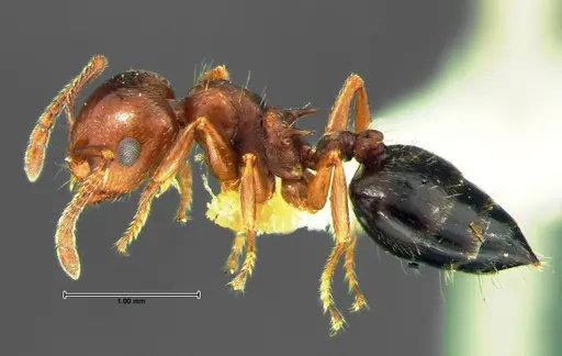 Crematogaster lineolata - CASENT0105682
