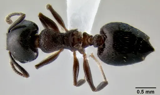 Crematogaster lineolata - CASENT0193619