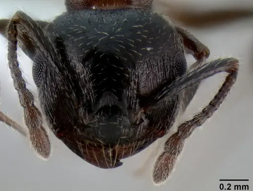 Crematogaster lineolata - CASENT0193619