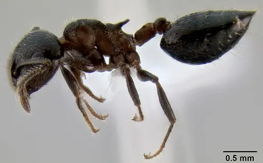 Crematogaster lineolata - CASENT0193619
