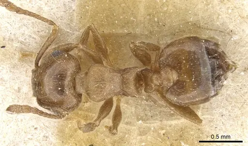 Crematogaster lineolata - CASENT0904536