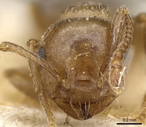 Crematogaster lineolata - CASENT0904536