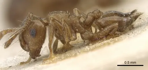 Crematogaster lineolata - CASENT0904536