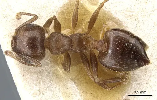 Crematogaster lineolata - CASENT0904537