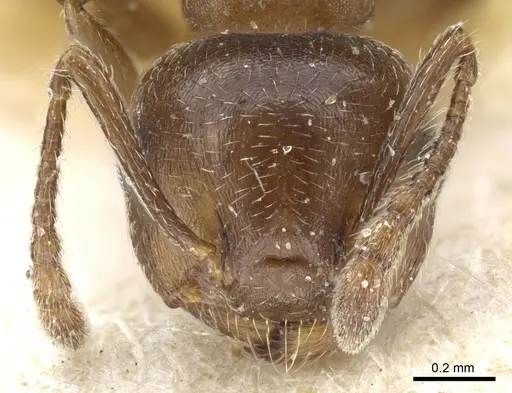Crematogaster lineolata - CASENT0904537