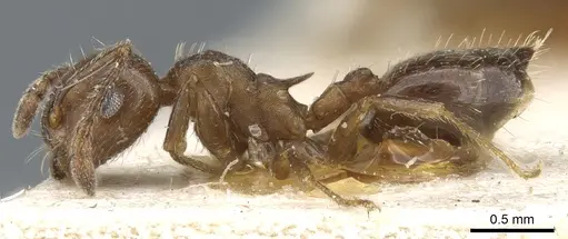 Crematogaster lineolata - CASENT0904537