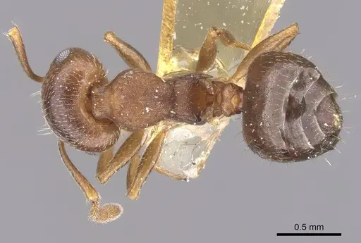 Crematogaster lineolata - CASENT0912717
