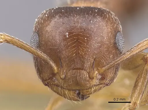 Crematogaster lineolata - CASENT0912717