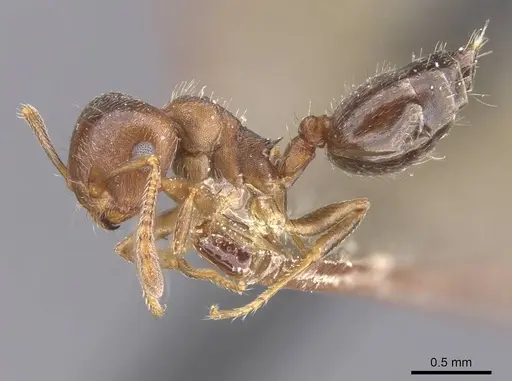 Crematogaster lineolata - CASENT0912717