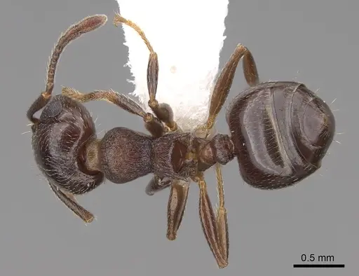 Crematogaster lineolata - CASENT0922733