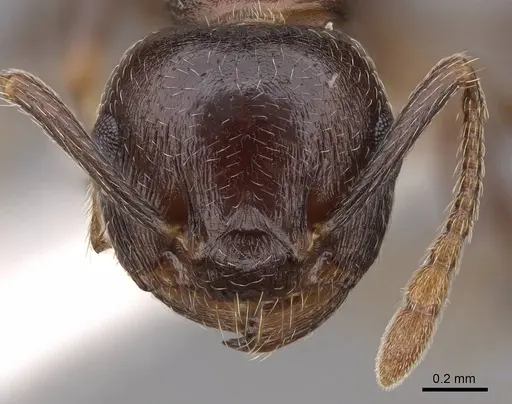 Crematogaster lineolata - CASENT0922733