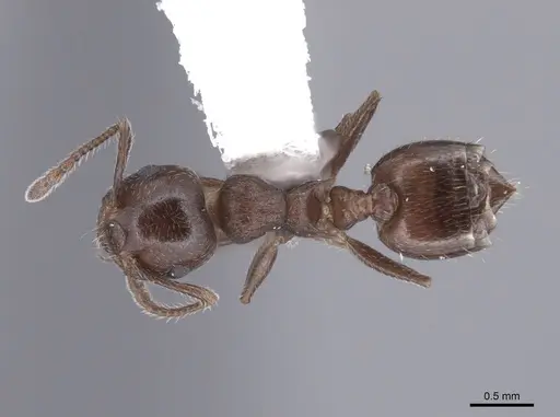 Crematogaster lineolata - FMNHINS0000062944