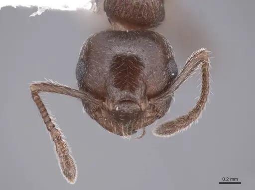 Crematogaster lineolata - FMNHINS0000062944