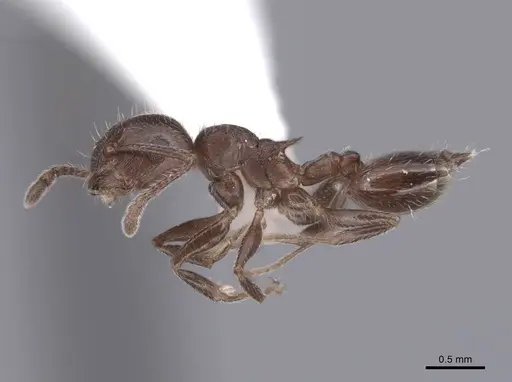 Crematogaster lineolata - FMNHINS0000062944