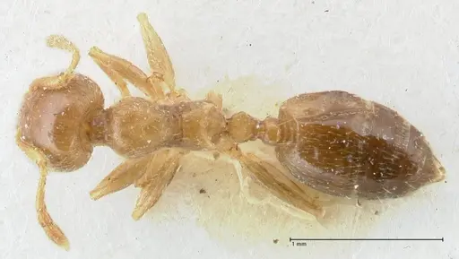 Crematogaster linsenmairi specimen