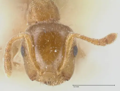 Crematogaster linsenmairi specimen