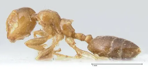 Crematogaster linsenmairi specimen