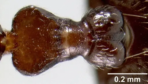 Crematogaster lobata specimen